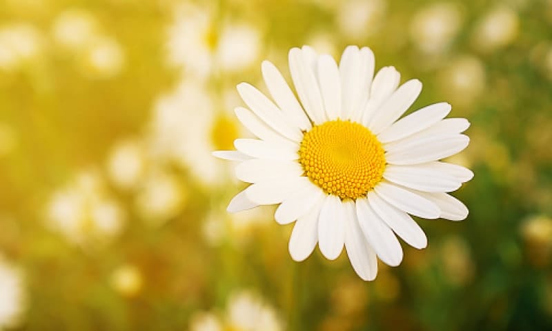 White daisy on a green background.